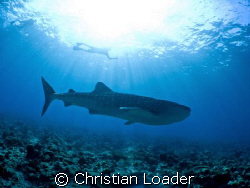 Whale Shark at Maamigili, Ari Atoll, Maldives. I got to d... by Christian Loader 